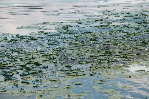 Agua Floreciente Estanque Cerca Del Parque Una Catástrofe Ecológica —  Fotos de Stock