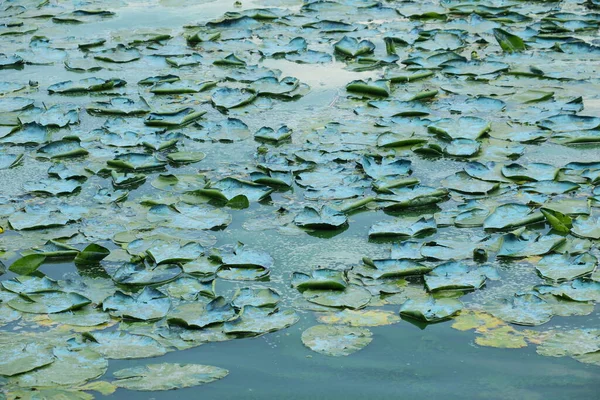 근처에 연못에서 퍼내는 생태계 — 스톡 사진
