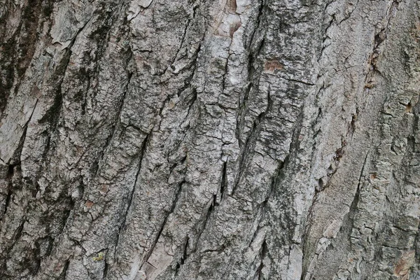 Bark Textur Ett Gammalt Träd Parken — Stockfoto