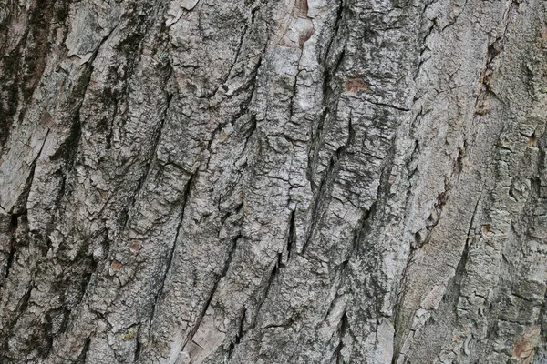 Textura Casca Uma Árvore Velha Parque — Fotografia de Stock