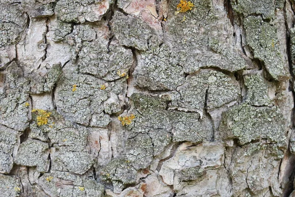 Bark Textur Ett Gammalt Träd Parken — Stockfoto