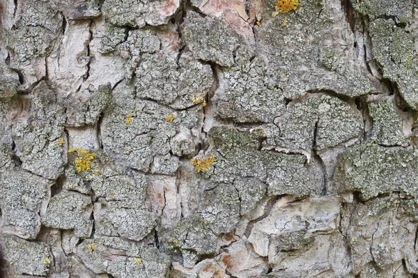 Bark Textur Ett Gammalt Träd Parken — Stockfoto