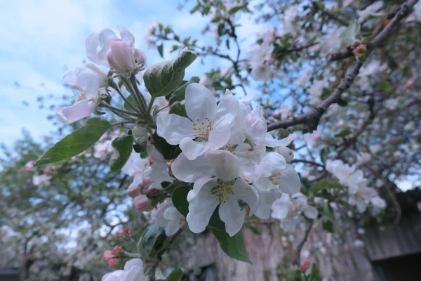Vackert Vitt Äppelträd Ett Träd — Stockfoto