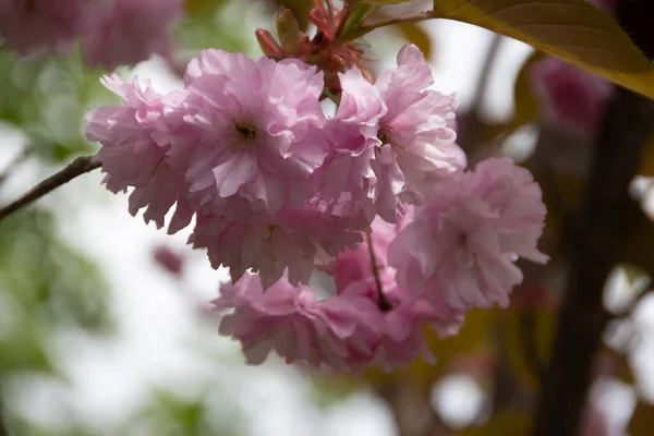 Pink Sakura Flower Garden — Stock Photo, Image