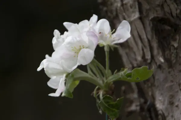Krásné Bílé Jabloně Stromě — Stock fotografie