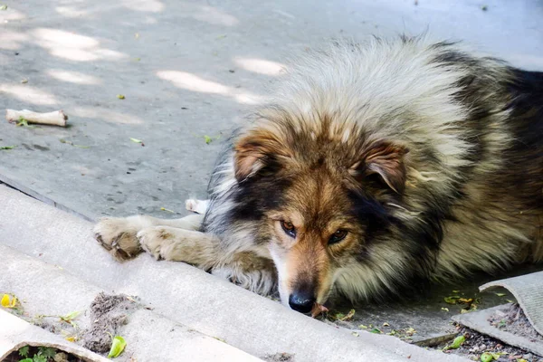 Sorglig Hund Nära Stugan Tänker Något — Stockfoto