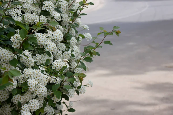 Mooie Witte Wilde Bloemen Gras — Stockfoto