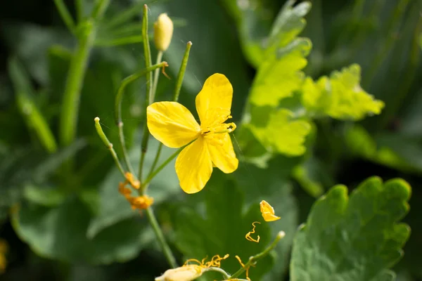 Beautiful Yellow Wildflowers Grass — Stock Photo, Image