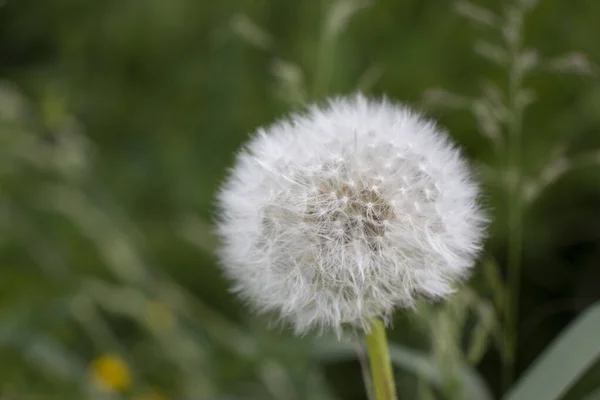 White dandelion color in the field