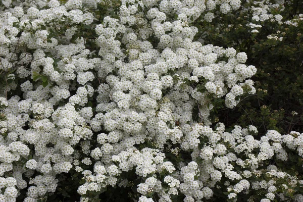 Hermosas Flores Silvestres Blancas Hierba — Foto de Stock