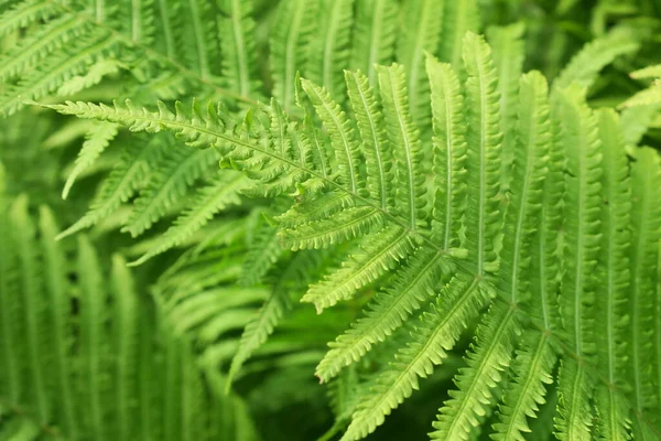 Mooie Groene Bladeren Tuin — Stockfoto