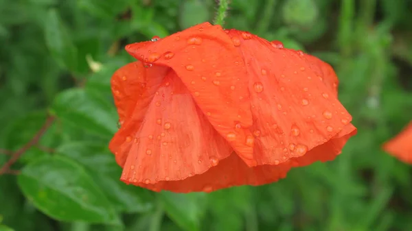 Beautiful red poppy flower near the road