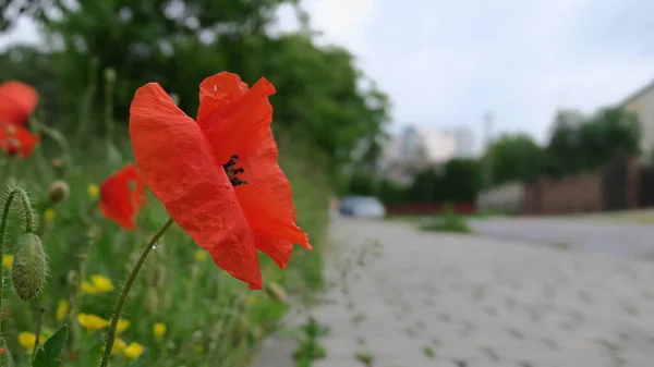 Beautiful red poppy flower near the road