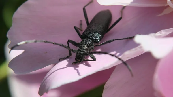 Schöner Schwarzer Schnurrbart Käfer Auf Einer Rosa Blume — Stockfoto