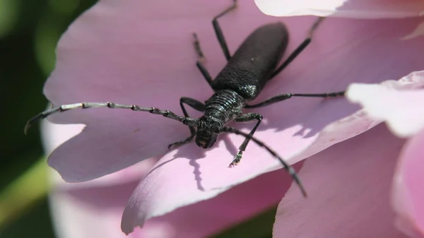 Schöner Schwarzer Schnurrbart Käfer Auf Einer Rosa Blume — Stockfoto