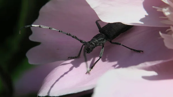 Schöner Schwarzer Schnurrbart Käfer Auf Einer Rosa Blume — Stockfoto