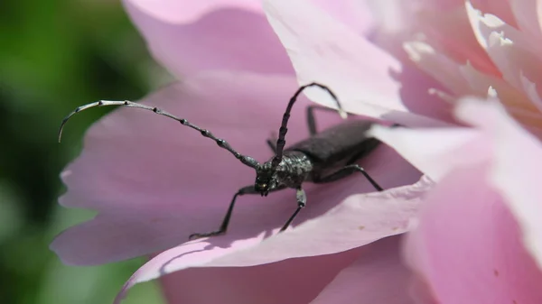 Bela Bigode Preto Besouro Uma Flor Rosa — Fotografia de Stock