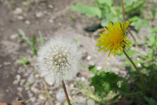 Weiße Löwenzahnfarbe Auf Dem Feld — Stockfoto