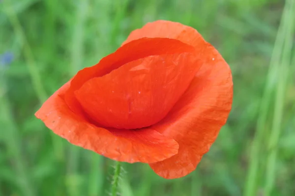 Beautiful red poppy flower near the road