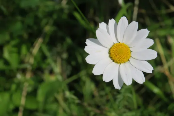 Beautiful White Wildflowers Grass — Stock Photo, Image