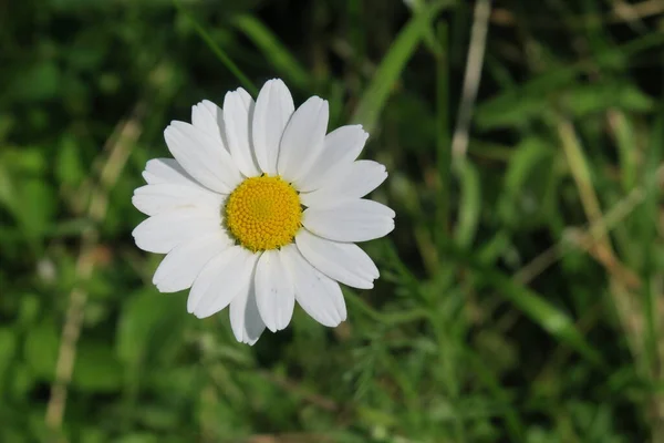 Bellissimi Fiori Selvatici Bianchi Erba — Foto Stock