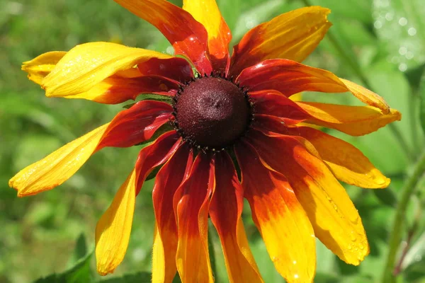 Flor Decorativa Girasol Amarillo Negro Jardín Flores — Foto de Stock