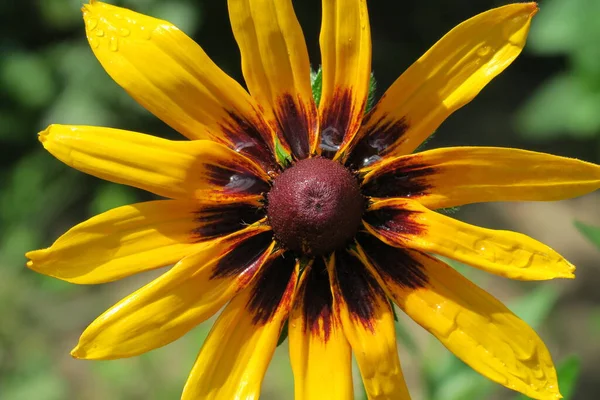 Dekorative Gelb Schwarze Sonnenblume Blumengarten — Stockfoto