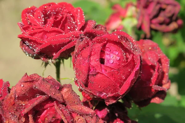 Czerwone Róże Kroplami Wody Ogrodzie — Zdjęcie stockowe