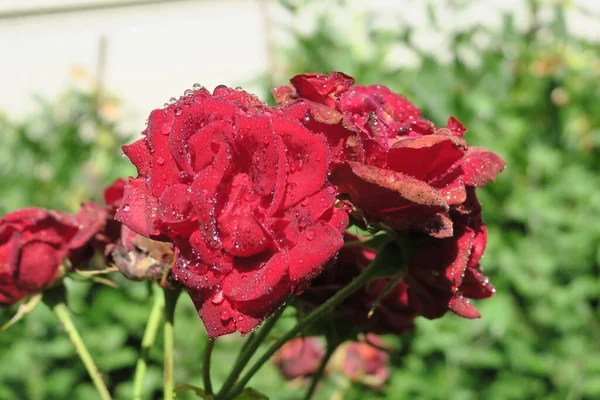 花园里有水滴的红玫瑰 — 图库照片