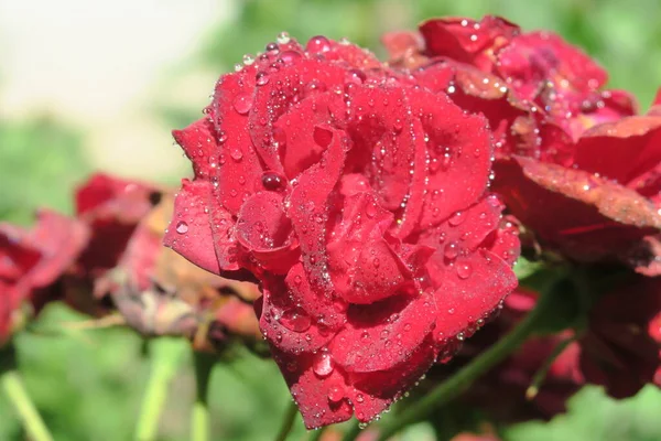 Red Roses Water Drops Garden — Stock Photo, Image