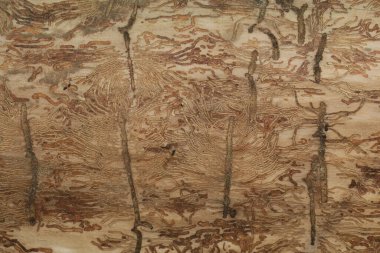 Ormandaki yaşlı bir ağacın kabuğunun dokusu.