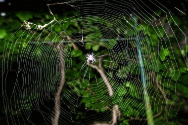 Örümcek üzümlere ağ örüyor