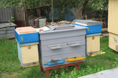 Arı kovanında arı sokmaları.