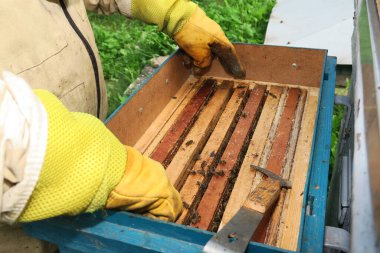 Bir arı yetiştiricisi arıdaki arı kovanlarını ve arıları kontrol eder.