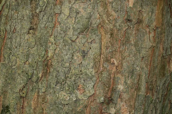 Konsistensen Barken Från Ett Gammalt Träd Skogen — Stockfoto