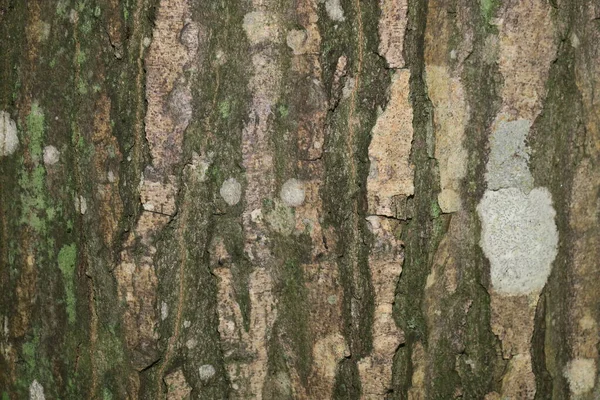 The texture of the bark of an old tree in the forest