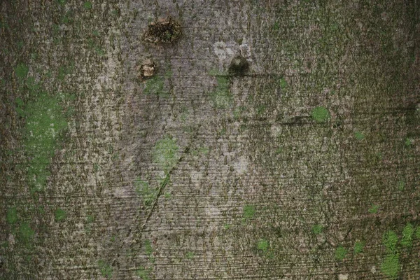 Textura Corteza Árbol Viejo Bosque —  Fotos de Stock