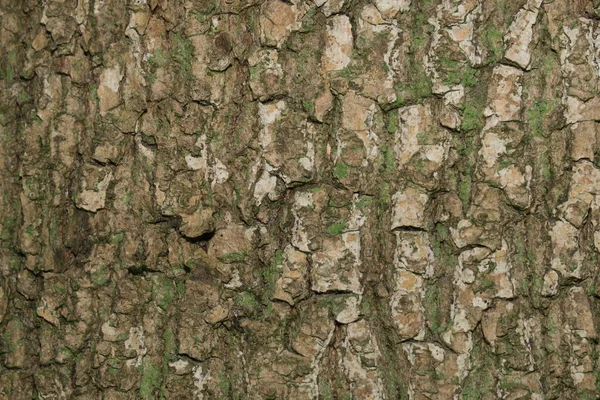 Egy Öreg Kérgének Szerkezete Erdőben — Stock Fotó