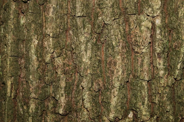 The texture of the bark of an old tree in the forest