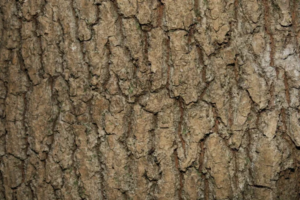 Textura Corteza Árbol Viejo Bosque —  Fotos de Stock