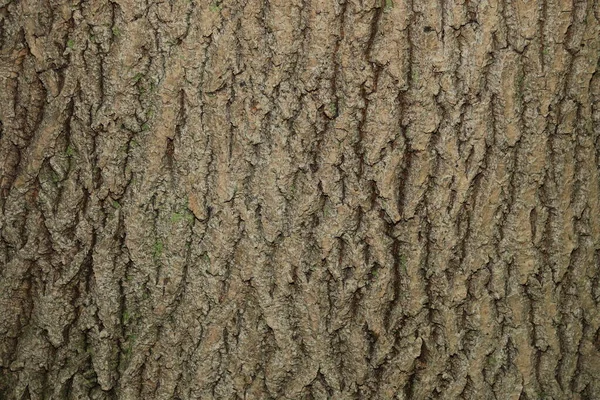 森の中の古い木の樹皮の質感 — ストック写真