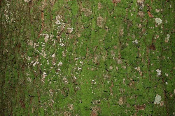 Texture Bark Old Tree Forest — Stock Photo, Image