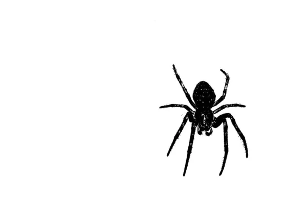 Ilustração Preto Branco Uma Aranha — Fotografia de Stock