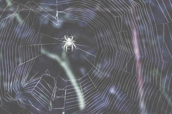 クモの巣を織るイラスト — ストック写真