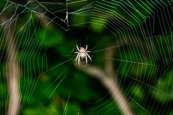 Павук Плете Павутину Винограді — стокове фото