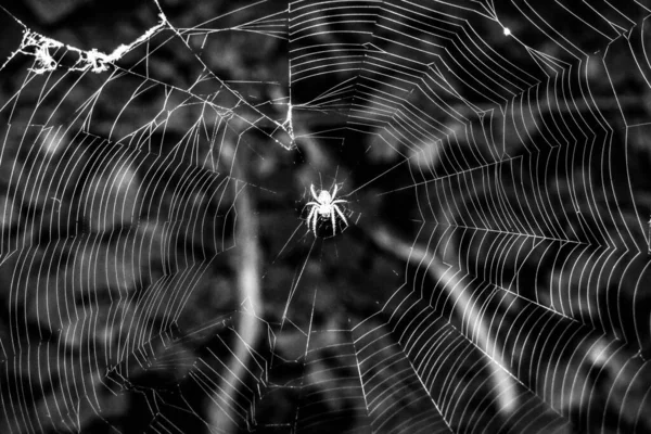 Spider Weaves Web Grapes — Stock Photo, Image