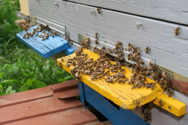 Las Abejas Vuelan Dentro Fuera Colmena — Foto de Stock