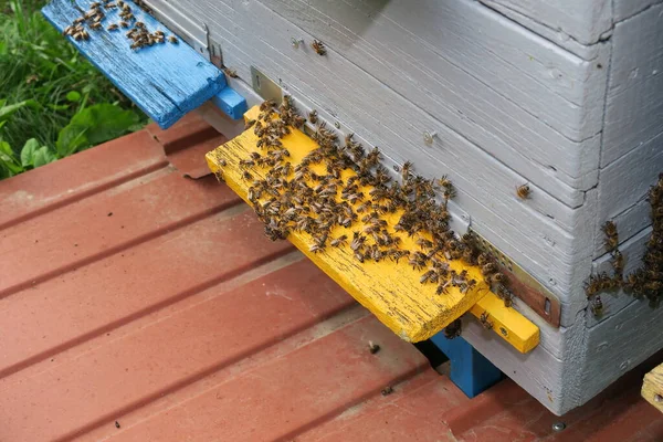 Bees Fly Out Hive — Stock Photo, Image