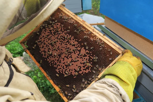 Bir Arı Yetiştiricisi Arıdaki Arı Kovanlarını Arıları Kontrol Eder — Stok fotoğraf