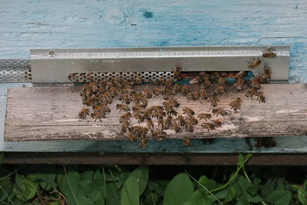 Pszczoły Wlatują Wylatują Ula — Zdjęcie stockowe